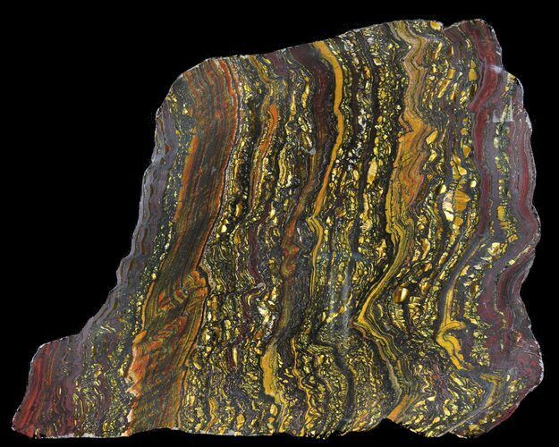 Polished Tiger Iron Stromatolite - ( Billion Years) #39177